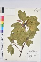 藏品(白臼)的圖片