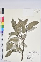 藏品(白背櫟)的圖片