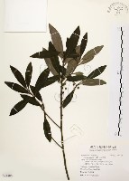 藏品(大明橘)的圖片