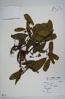 藏品(瓜馥木)的圖片