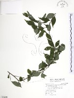 藏品(燈稱花、烏雞骨)的圖片