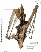 藏品(山露兜、山林投、林投舅)的圖片