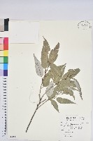 藏品(白背櫟)的圖片