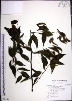 藏品(光果翼核木)的圖片