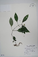 藏品(九頭獅子草)的圖片