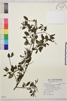 藏品(臺灣黃鱔藤)的圖片