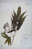 藏品(冇骨消)的圖片