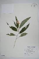 藏品(紫花鳳仙花)的圖片