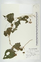 藏品(青牛膽)的圖片