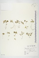 藏品(紅子佛甲草)的圖片