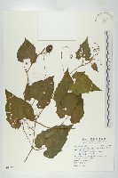 藏品(青牛膽)的圖片