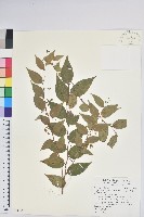 藏品(白珠樹)的圖片