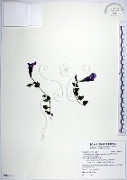 藏品(倒地蜈蚣、四角銅鑼)的圖片