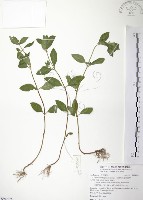 藏品(克非亞草)的圖片