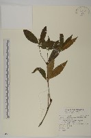 藏品(草珊瑚、紅果金粟蘭)的圖片