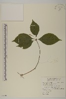 藏品(臺灣及己)的圖片