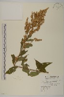 藏品(珍珠蒿、奇蒿)的圖片