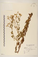 藏品(白頂飛蓬)的圖片