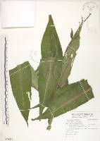 藏品(杜若)的圖片