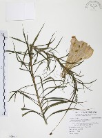 藏品(臺灣百合)的圖片