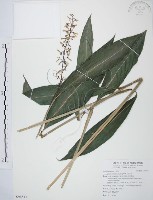 藏品(山月桃)的圖片