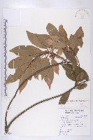 藏品(杜英)的圖片