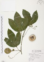 藏品(西番蓮、百香果)的圖片