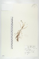 藏品(長葉茅膏菜)的圖片