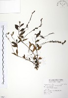 藏品(玉山水苦賈)的圖片