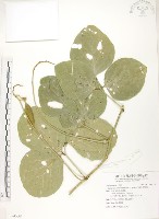 藏品(肥豬豆)的圖片