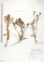 藏品(茅毛珍珠菜)的圖片