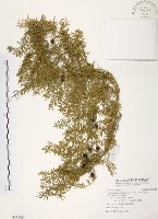 藏品(天門冬)的圖片