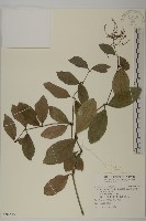 藏品(草珊瑚、紅果金粟蘭)的圖片