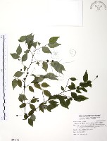 藏品(燈稱花、烏雞骨)的圖片