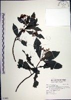 藏品(樹杞)的圖片