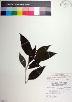 藏品(台北玉葉金花)的圖片