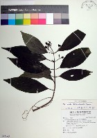 藏品(台北玉葉金花)的圖片