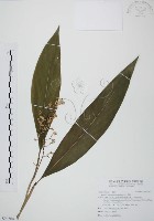 藏品(山月桃)的圖片