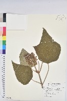 藏品(野桐)的圖片