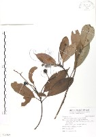 藏品(豬腳楠)的圖片