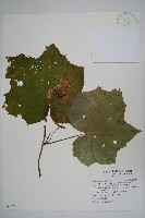 藏品(水鴨腳)的圖片