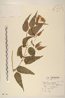 藏品(腺葉澤蘭)的圖片