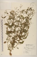 藏品(小米菊)的圖片