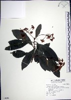 藏品(樹杞)的圖片