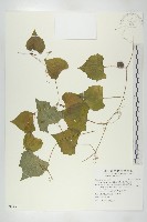 藏品(黑果馬交兒)的圖片