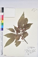 藏品(粗糠柴)的圖片