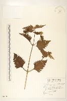 藏品(貓腥草)的圖片