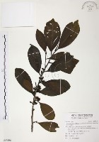 藏品(森氏紅淡比)的圖片