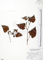 藏品(臭腥草、蕺菜)的圖片