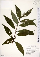 藏品(華八仙)的圖片